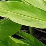 Hedychium coronarium Folha