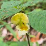 Impatiens urticifolia Flower