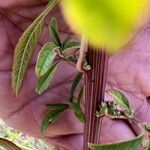 Amaranthus palmeri Bark