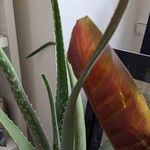 Aloe vera Buveinė