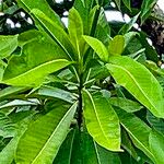 Alstonia macrophylla ഇല