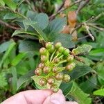 Vaccinium racemosum Blüte