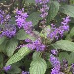 Plectranthus ecklonii 花