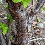 Ribes rubrum Bark