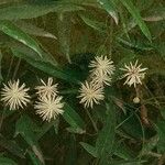 Clematis campestris Flor