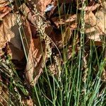 Carex divulsa Habit