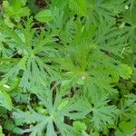 Geranium tuberosum Feuille