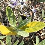 Calotropis gigantea Leaf