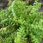 Polemonium reptans Leaf