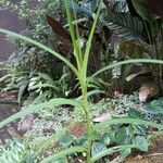 Arundina graminifolia ഇല