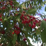 Prunus pensylvanica Fruit