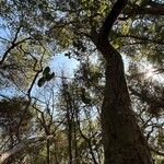 Quercus virginiana Azala