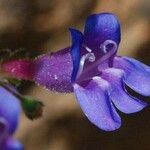 Penstemon laetus Flower