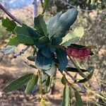 Quercus engelmannii Fleur