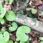 Petasites pyrenaicus Leaf