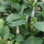 Phytolacca esculenta Hábito