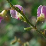 Tephrosia purpurea Fleur