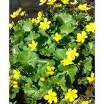 Caltha palustris Flower