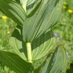 Veratrum album Hoja