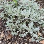 Achillea umbellata Deilen