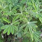 Lupinus albifrons 葉