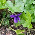 Viola odorata Fleur
