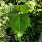 Tilia mongolica 葉