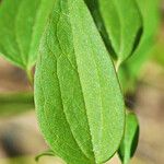 Clematis crispa Blatt