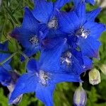 Delphinium grandiflorum Квітка