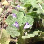 Scutellaria tuberosa Агульны выгляд