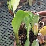 Coelogyne speciosa Liść