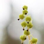 Orthilia secunda Flower