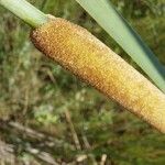 Typha domingensis ഫലം