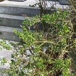 Ceanothus thyrsiflorus Habit