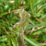 Veronica officinalis Frukt