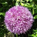 Allium ampeloprasumFloro