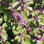 Ocimum kilimandscharicum Flor