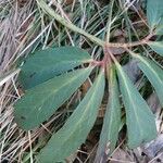 Helleborus niger Hoja