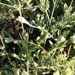 Cistus lasianthus Feuille