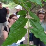 Lafoensia punicifolia Hoja
