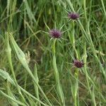 Tragopogon angustifolius Habit