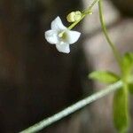 Galium scabrum Flower