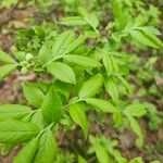 Vaccinium myrtilloides Foglia