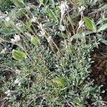 Antennaria neglecta عادت داشتن