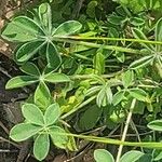 Lupinus texensis Ліст