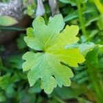 Bowlesia incana Leaf