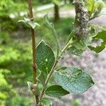 Salix aurita Листок