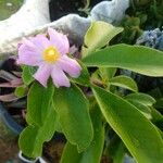 Pereskia grandifoliaFlower