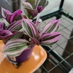 Tradescantia cerinthoides Feuille