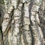 Acer truncatum 树皮